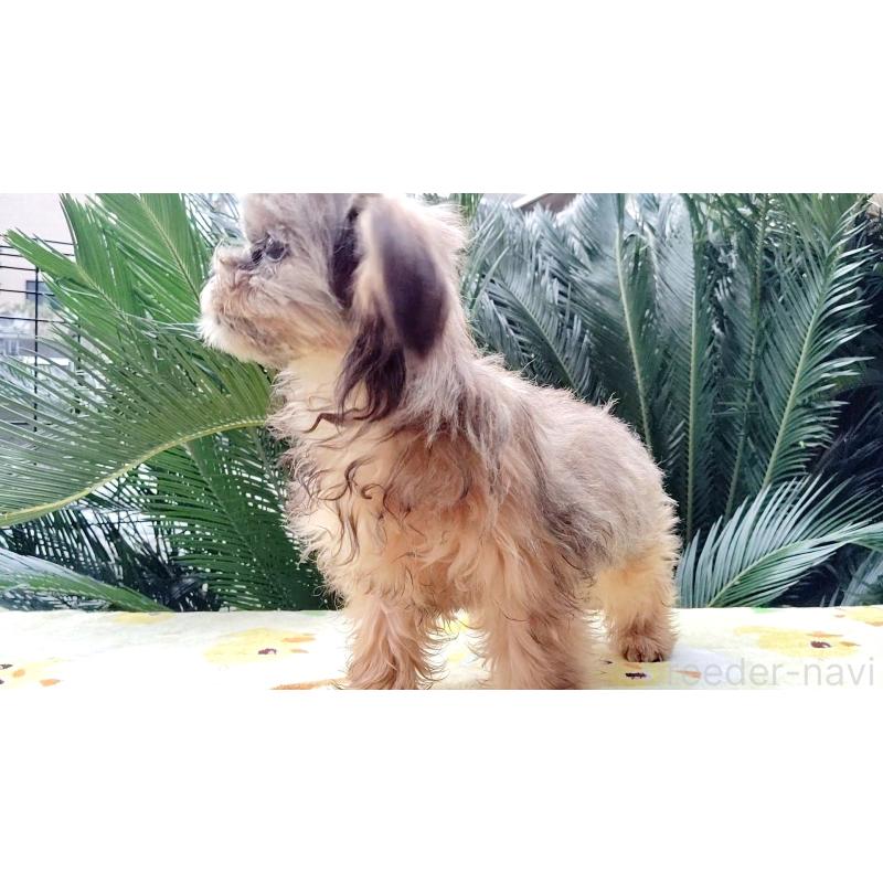 成約済の千葉県のミックス犬-417253の9枚目