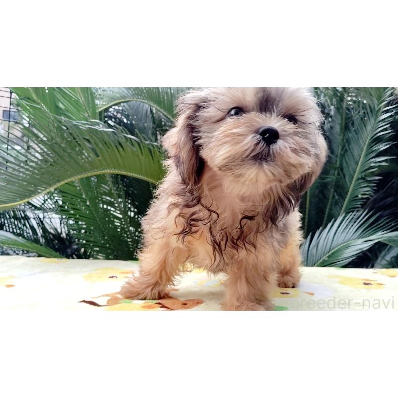 成約済の千葉県のミックス犬-417253の8枚目