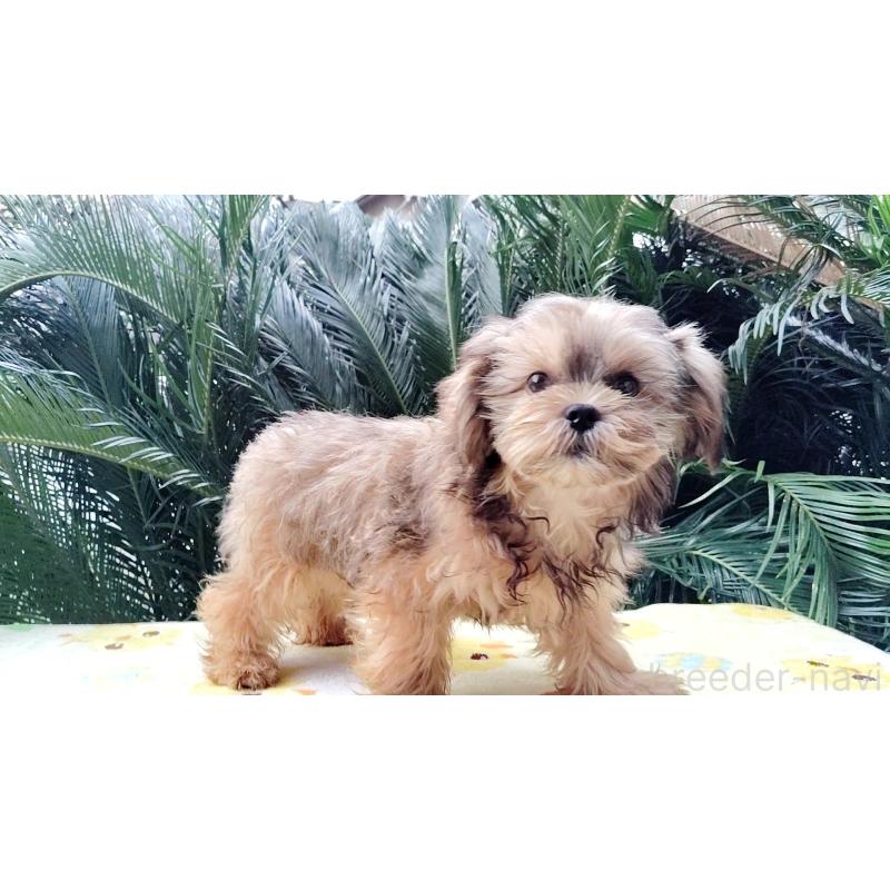 成約済の千葉県のミックス犬-417253の6枚目