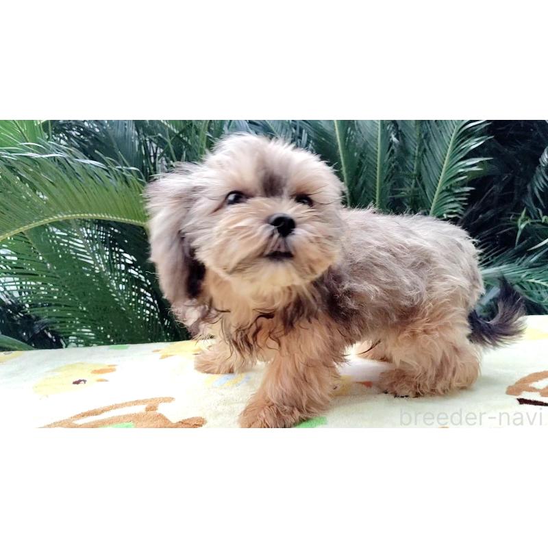 成約済の千葉県のミックス犬-417253の4枚目