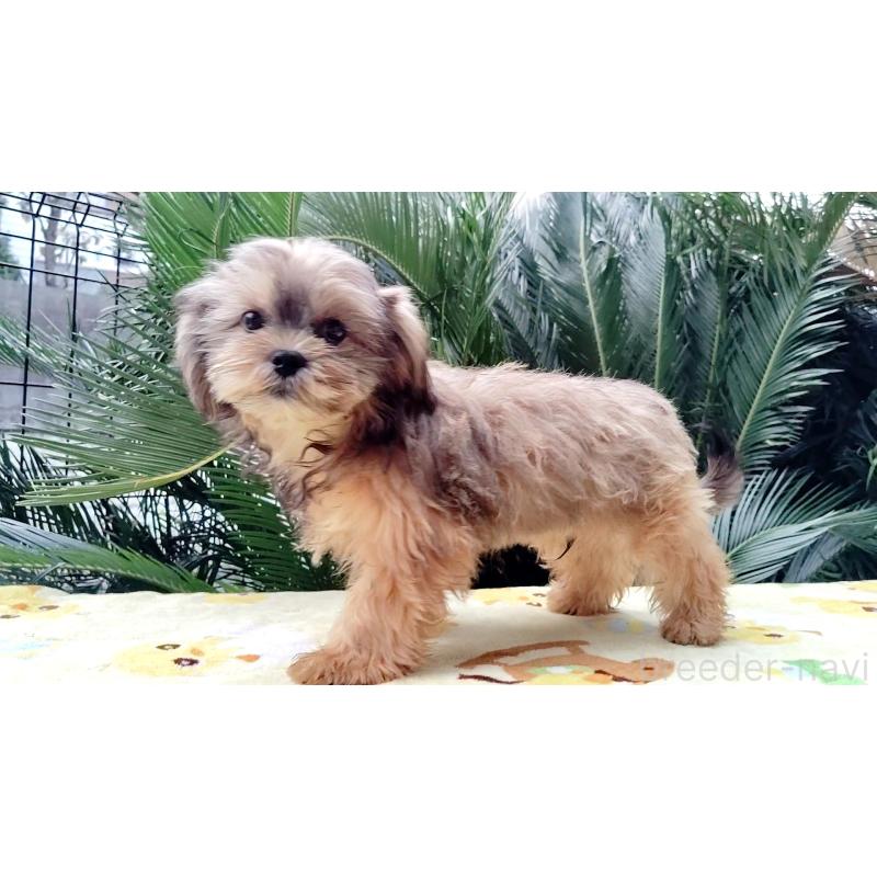 成約済の千葉県のミックス犬-417253の3枚目