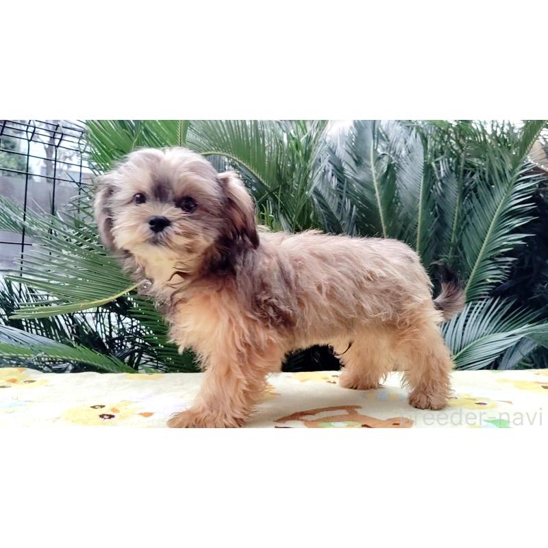 成約済の千葉県のミックス犬-417253の2枚目