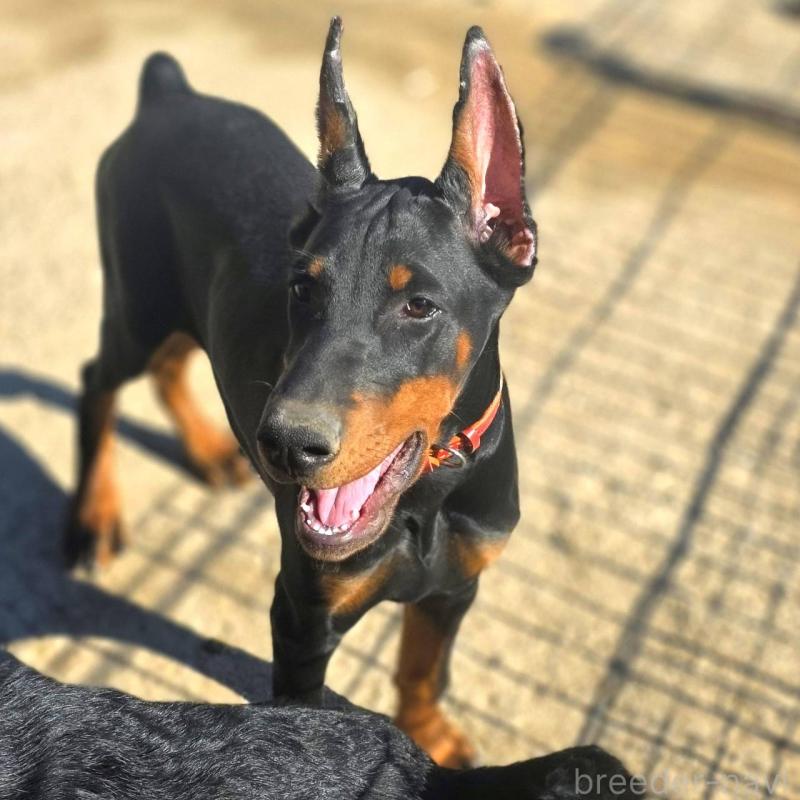 販売中の茨城県のドーベルマン-415241