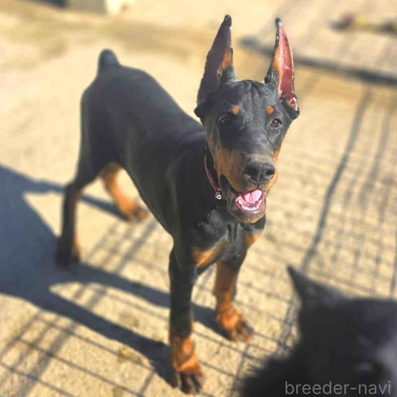 商談中の茨城県のドーベルマン-415241の15枚目