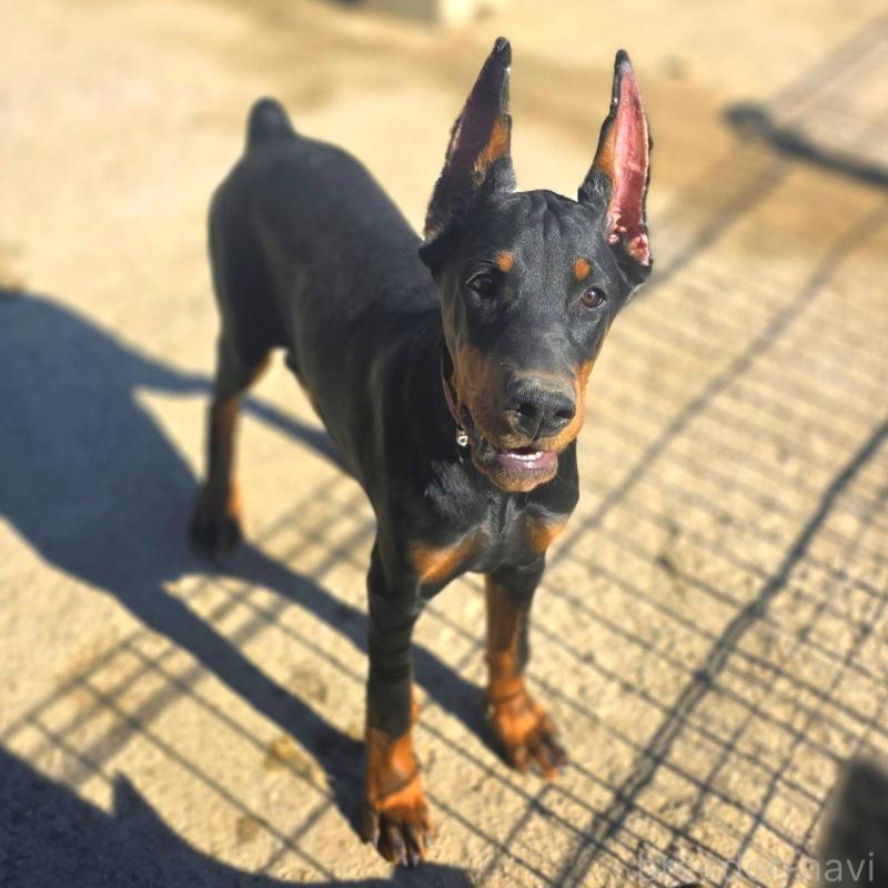 商談中の茨城県のドーベルマン-415241の14枚目