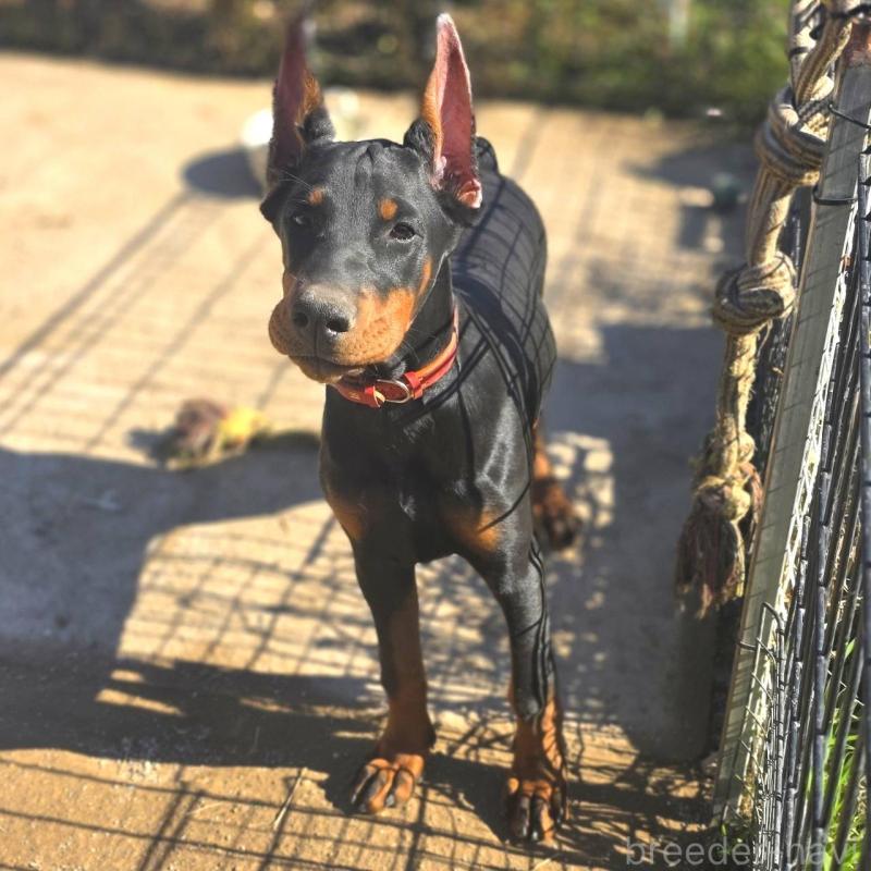 商談中の茨城県のドーベルマン-415241の13枚目