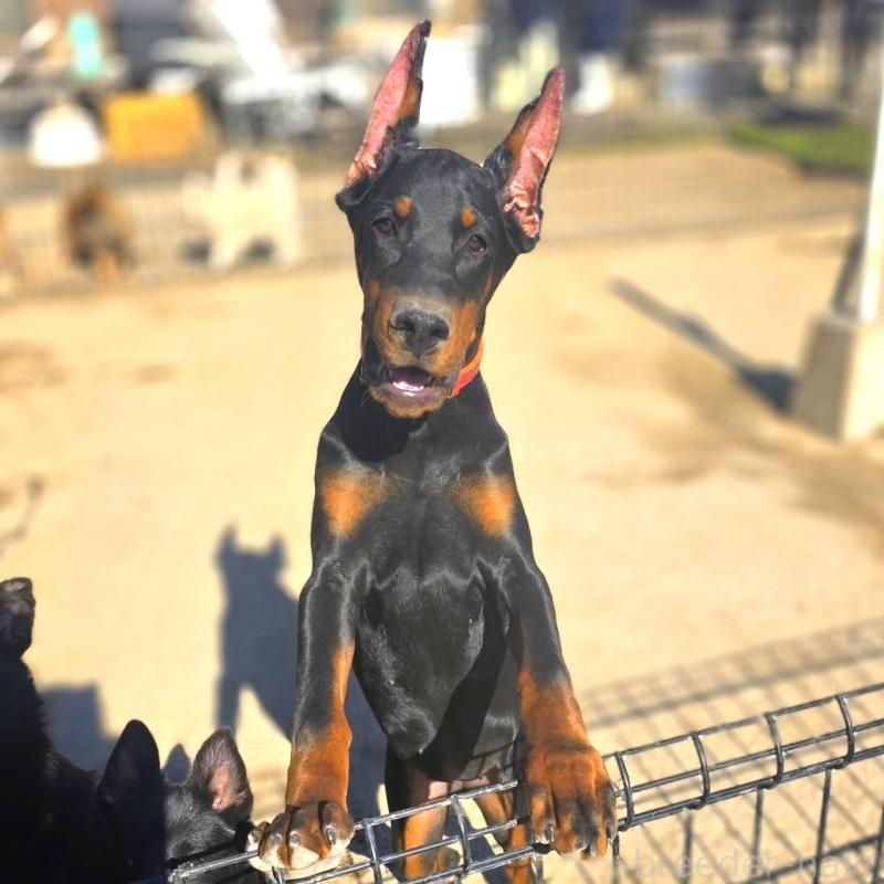 商談中の茨城県のドーベルマン-415241の12枚目