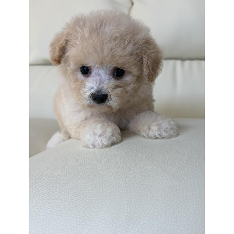 成約済の滋賀県のビションプー:ビションフリーゼ×トイプードル-426002の7枚目