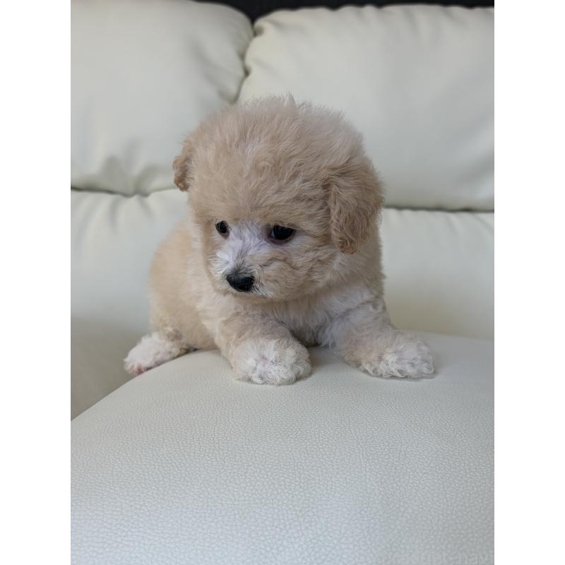 成約済の滋賀県のビションプー:ビションフリーゼ×トイプードル-426002の6枚目