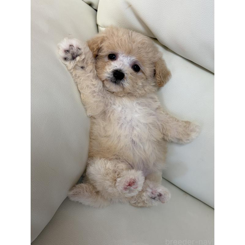 成約済の滋賀県のビションプー:ビションフリーゼ×トイプードル-426002の5枚目