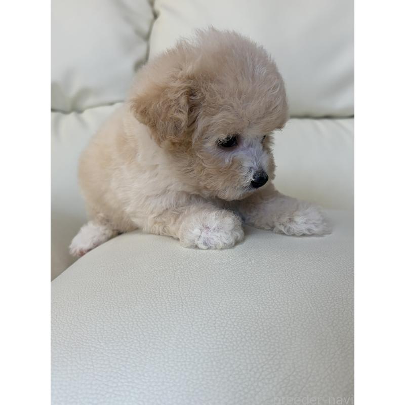 成約済の滋賀県のビションプー:ビションフリーゼ×トイプードル-426002の4枚目