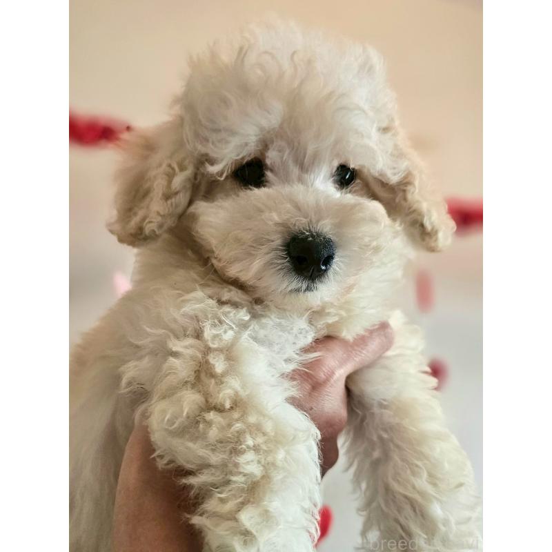 販売中の長野県のトイプードル-418626の1枚目