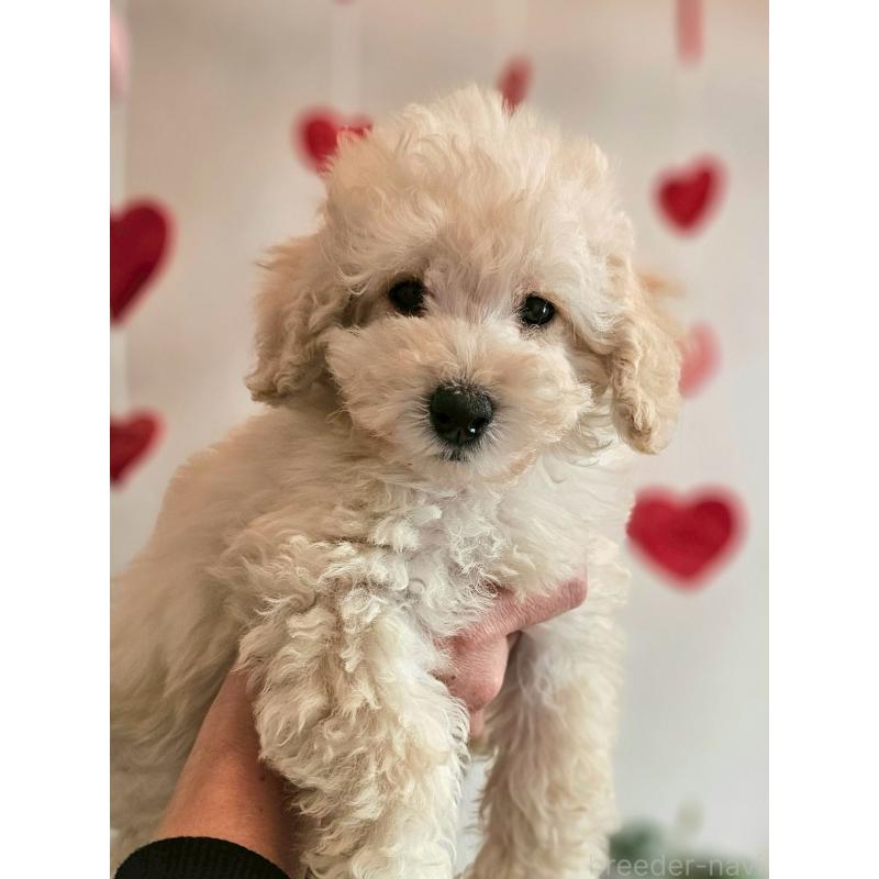 販売中の長野県のトイプードル-418626の2枚目