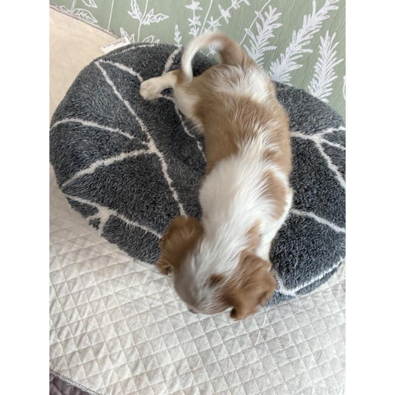 成約済の山形県のキャバリアキングチャールズスパニエル-422964の4枚目