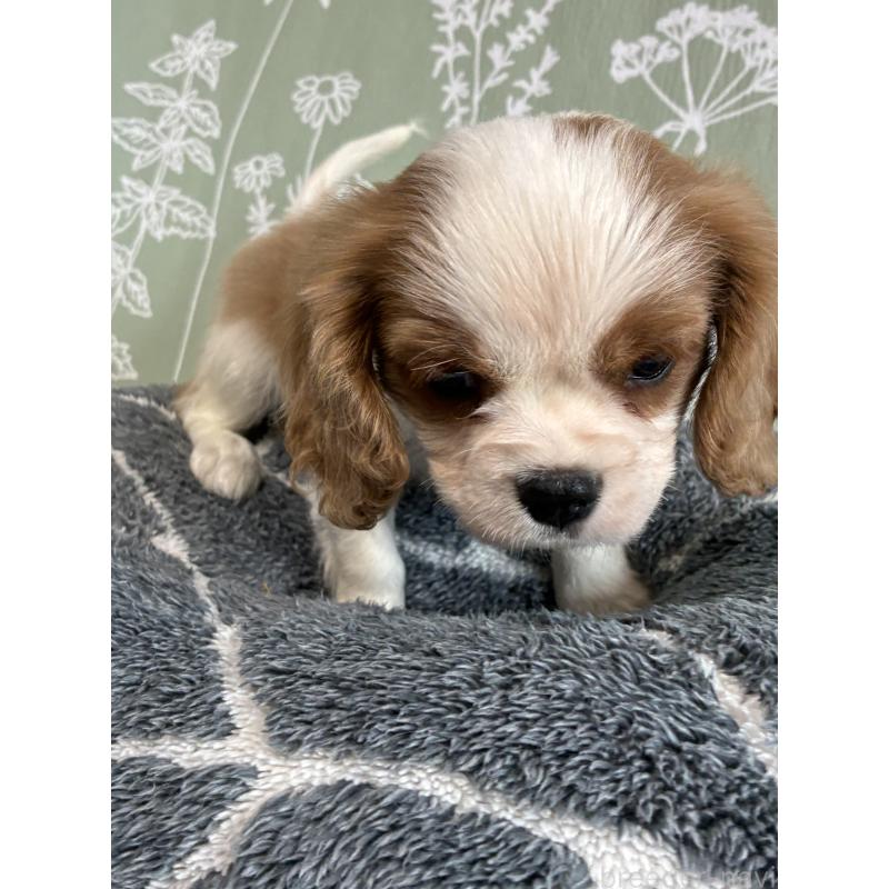 成約済の山形県のキャバリアキングチャールズスパニエル-422964の3枚目