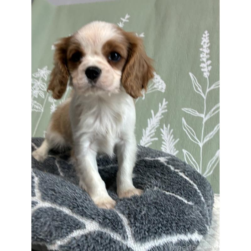 成約済の山形県のキャバリアキングチャールズスパニエル-422964の2枚目