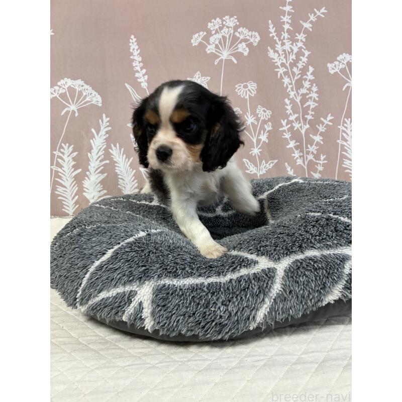 販売中の山形県のキャバリアキングチャールズスパニエル-422962の3枚目