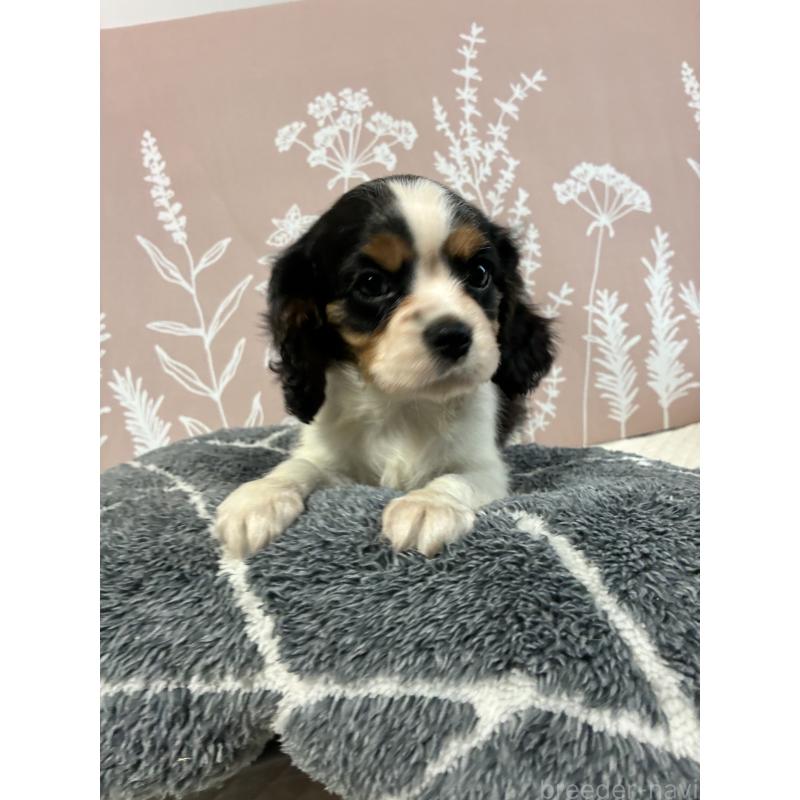 販売中の山形県のキャバリアキングチャールズスパニエル-422962の2枚目