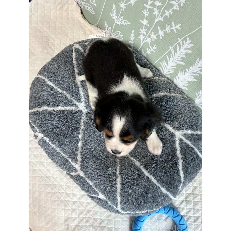 成約済の山形県のキャバリアキングチャールズスパニエル-422961の3枚目