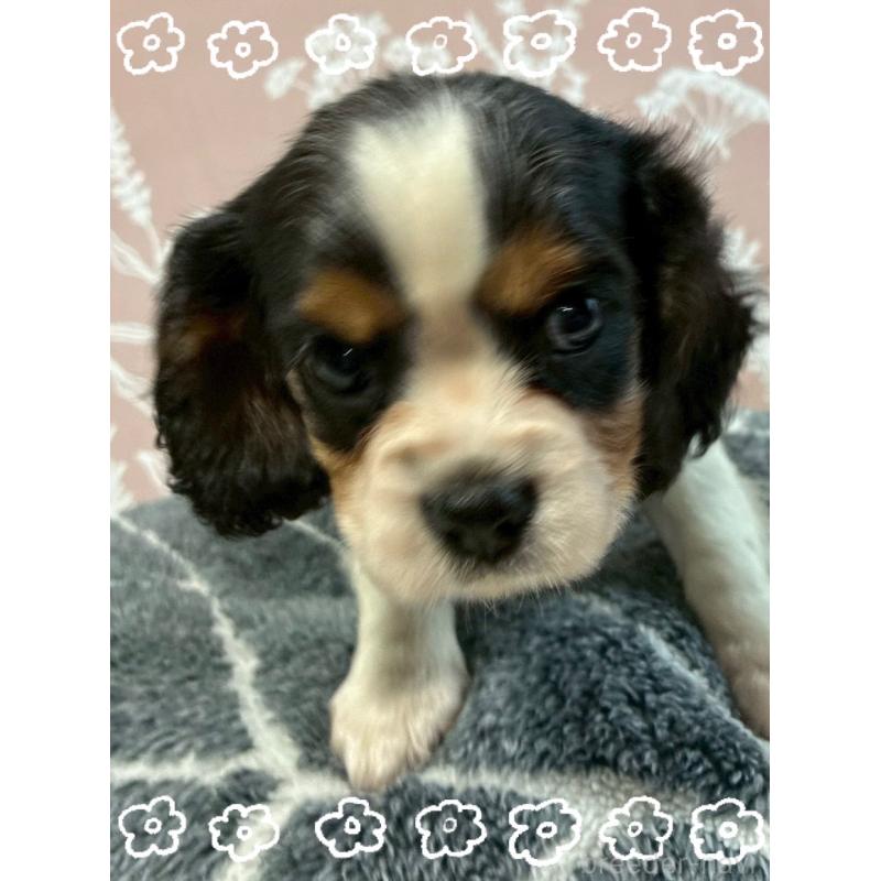 成約済の山形県のキャバリアキングチャールズスパニエル-422961の2枚目