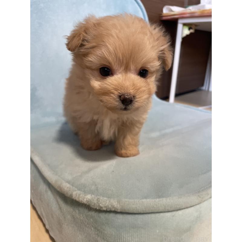 成約済の千葉県のポメプー:ポメラニアン×トイプードル-426028の3枚目