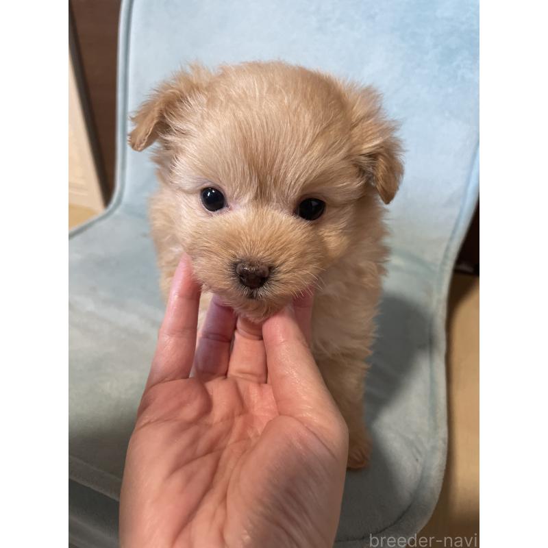 成約済の千葉県のポメプー:ポメラニアン×トイプードル-426028の2枚目