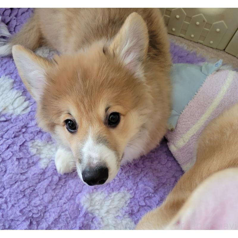 販売中の東京都のウェルシュコーギーペンブローク-426122の2枚目