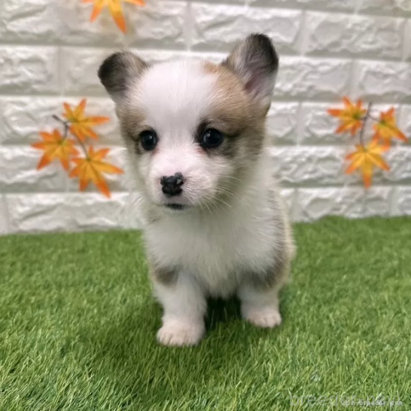 販売中の愛知県のウェルシュコーギーペンブローク-426377