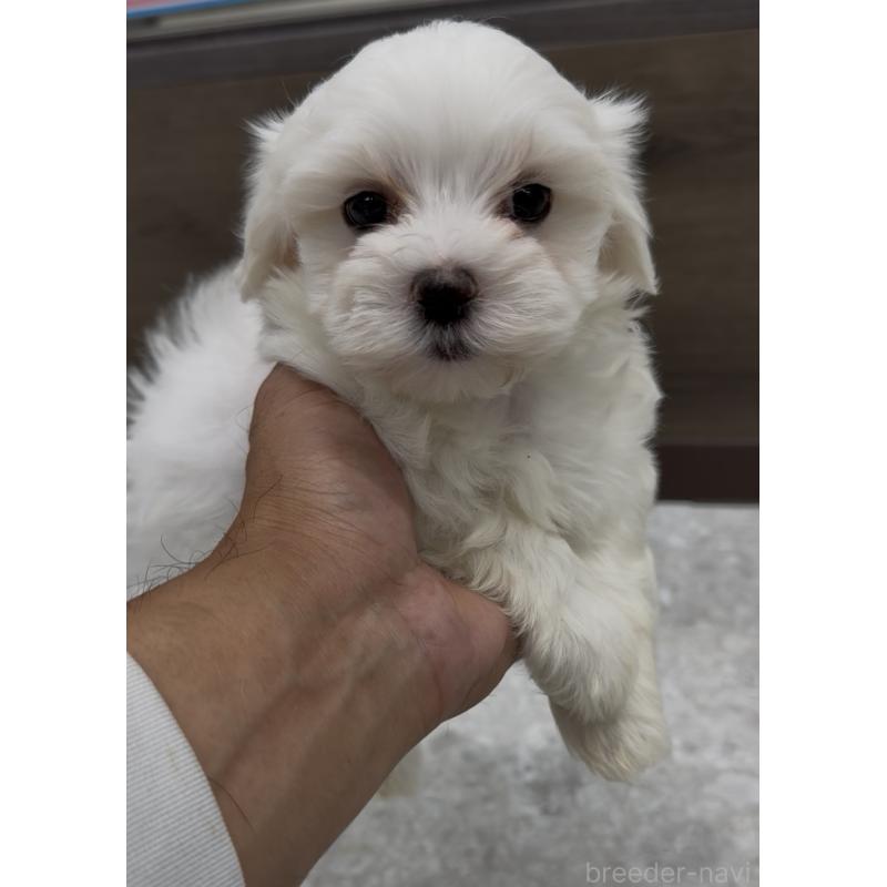 販売中の福岡県のミックス犬-427296の4枚目