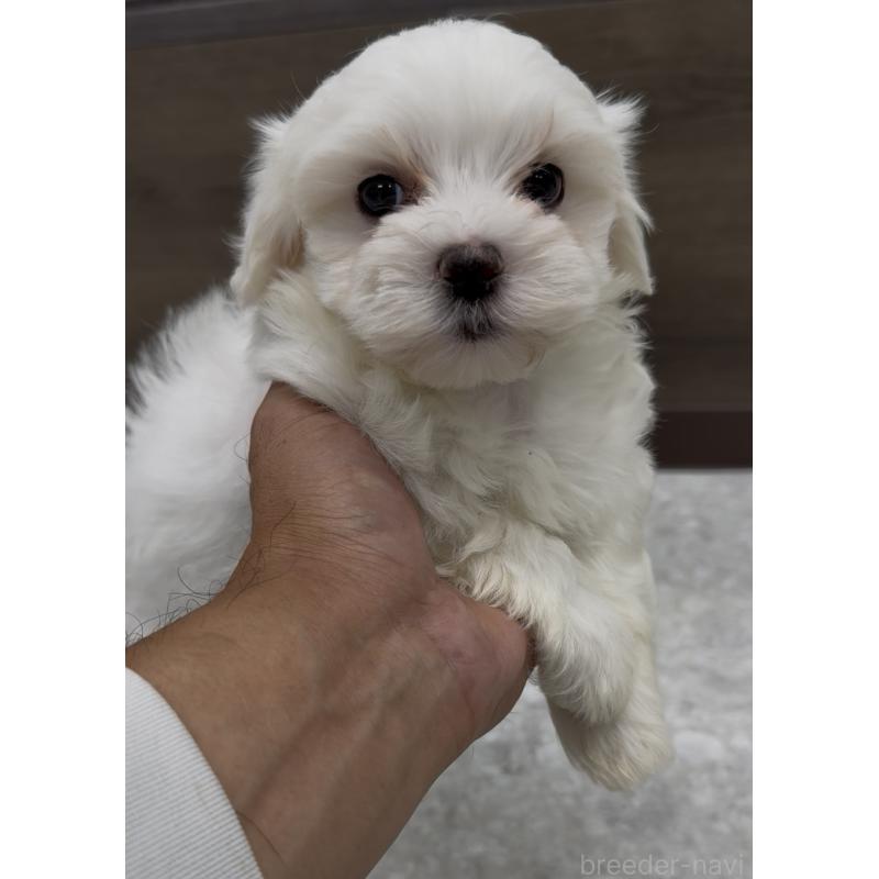 販売中の福岡県のミックス犬-427296の3枚目