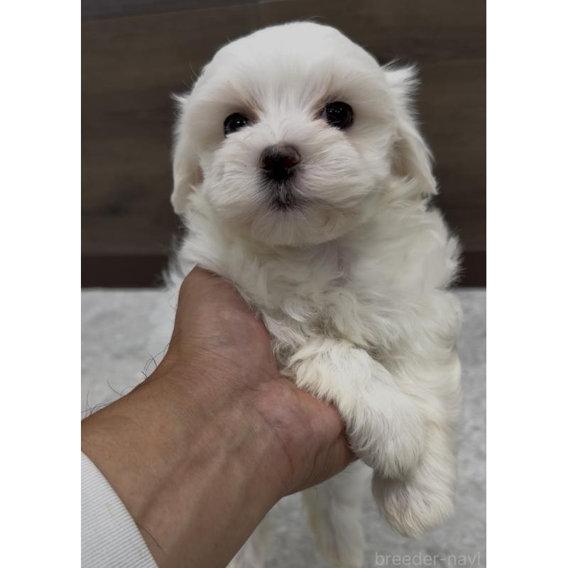 販売中の福岡県のミックス犬-427296の2枚目