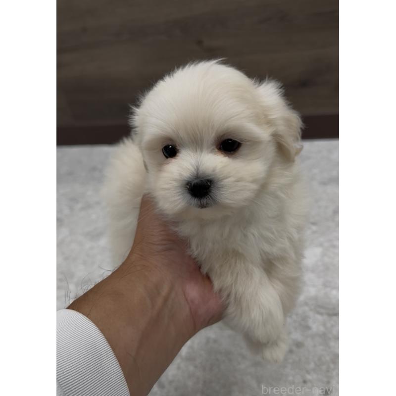 販売中の福岡県のミックス犬-427297の3枚目