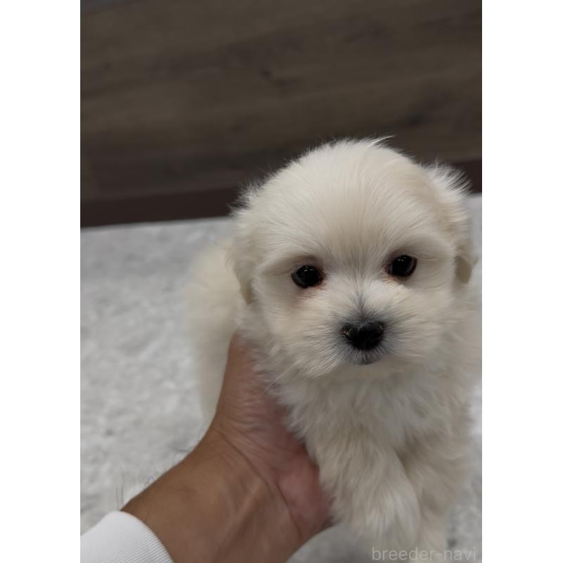 販売中の福岡県のミックス犬-427297の2枚目