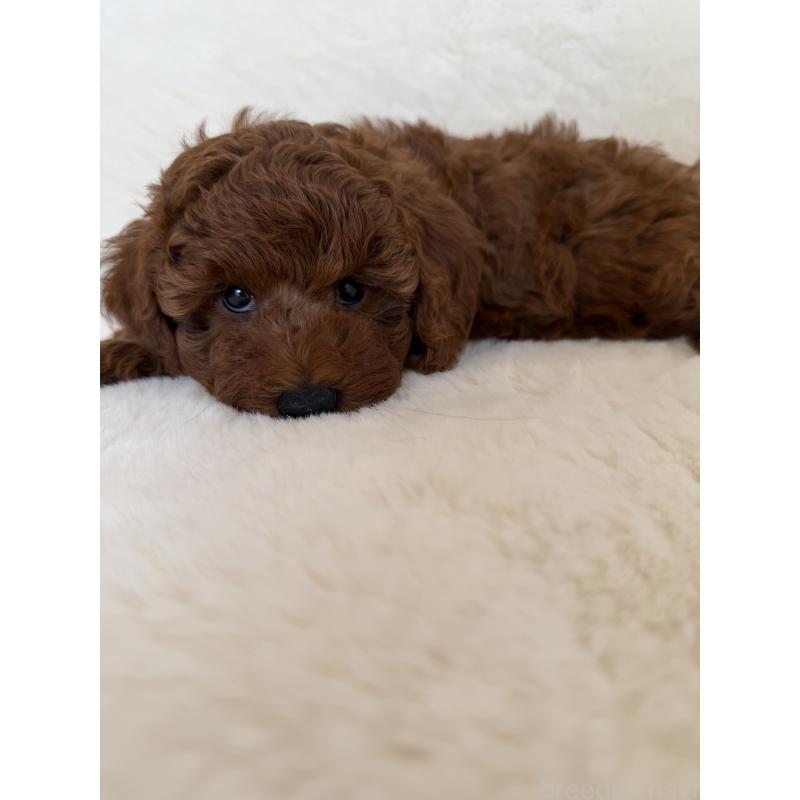 販売中の群馬県のトイプードル-427298の4枚目