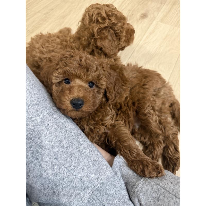 販売中の群馬県のトイプードル-427298の2枚目