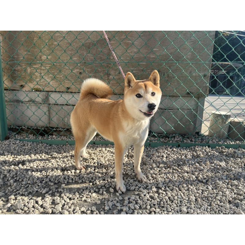 販売中の愛知県の柴犬-427300の3枚目