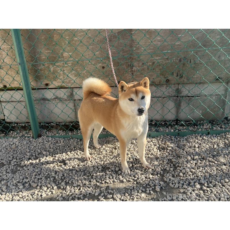販売中の愛知県の柴犬-427300の2枚目