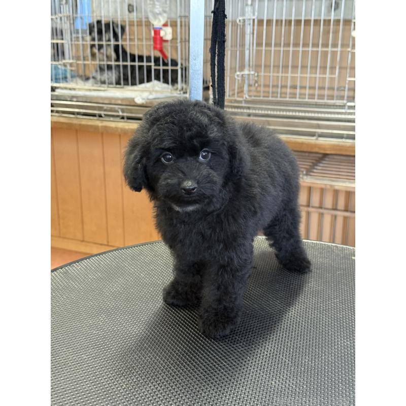 販売中の栃木県のタイニープードル-421734の10枚目