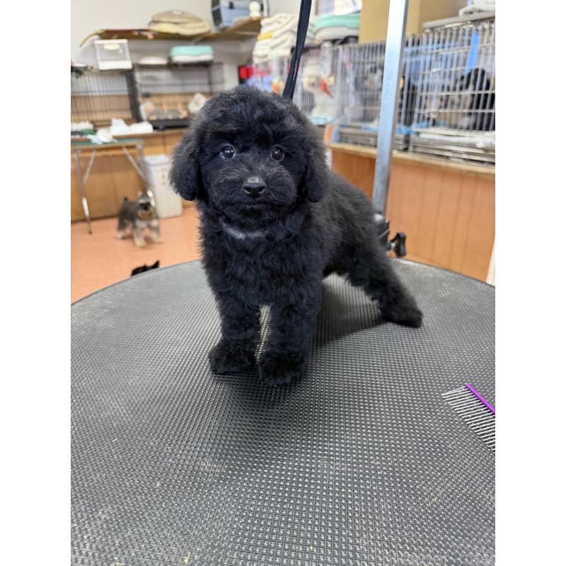 販売中の栃木県のタイニープードル-421734の9枚目