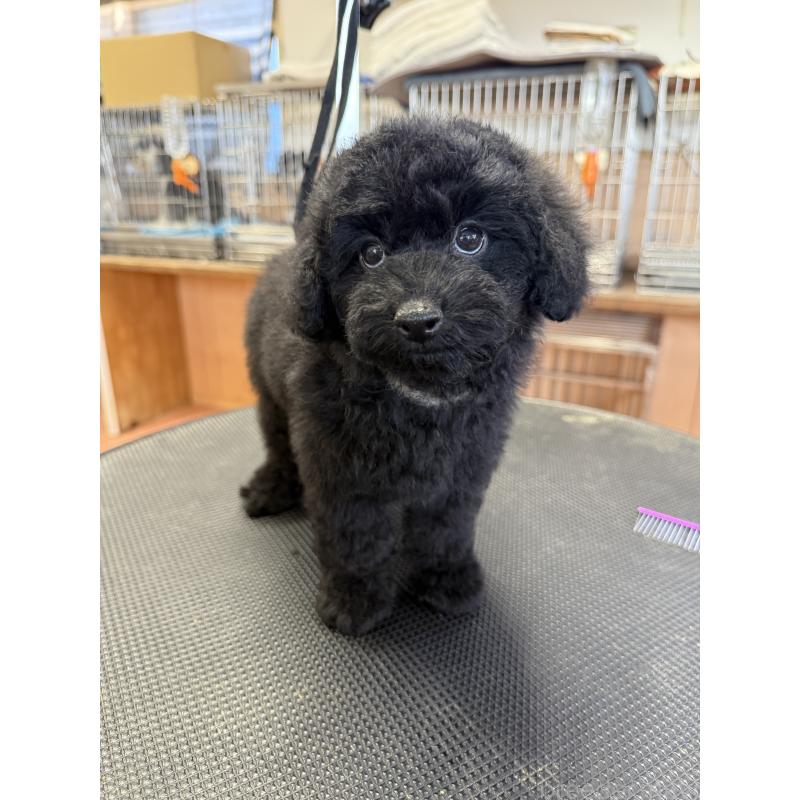 販売中の栃木県のタイニープードル-421734の8枚目