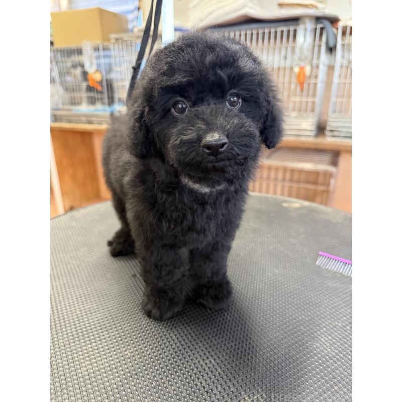 販売中の栃木県のタイニープードル-421734の7枚目