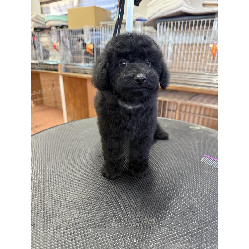 販売中の栃木県のタイニープードル-421734の6枚目