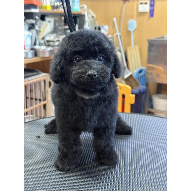 販売中の栃木県のタイニープードル-421734の5枚目