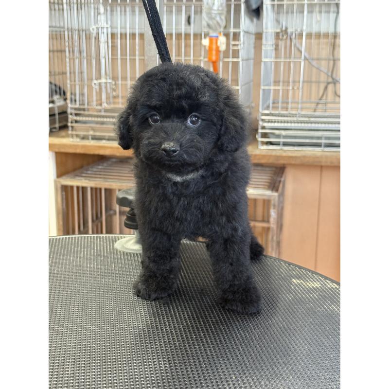 販売中の栃木県のタイニープードル-421734の4枚目