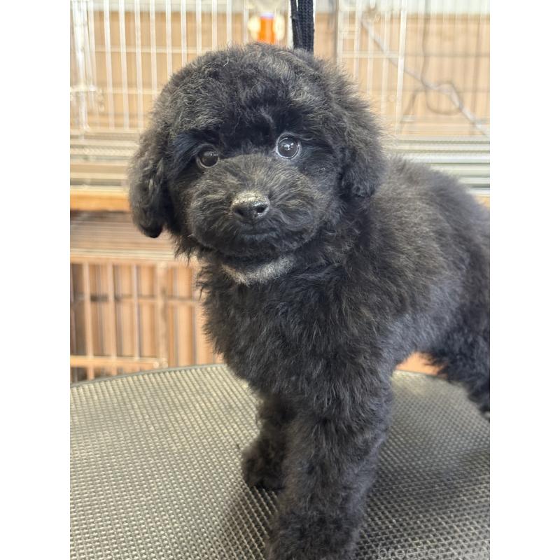 販売中の栃木県のタイニープードル-421734の3枚目