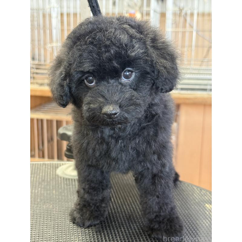 販売中の栃木県のタイニープードル-421734の2枚目