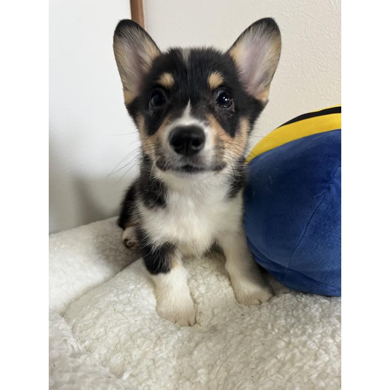 販売中の和歌山県のウェルシュコーギーペンブローク-418659