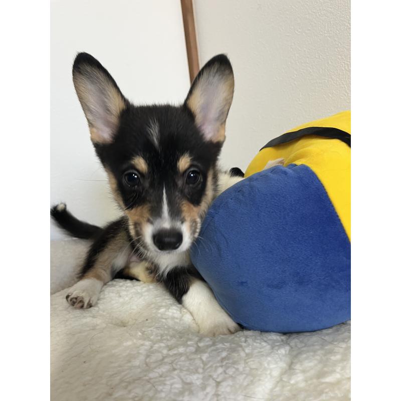 販売中の和歌山県のウェルシュコーギーペンブローク-418659の4枚目