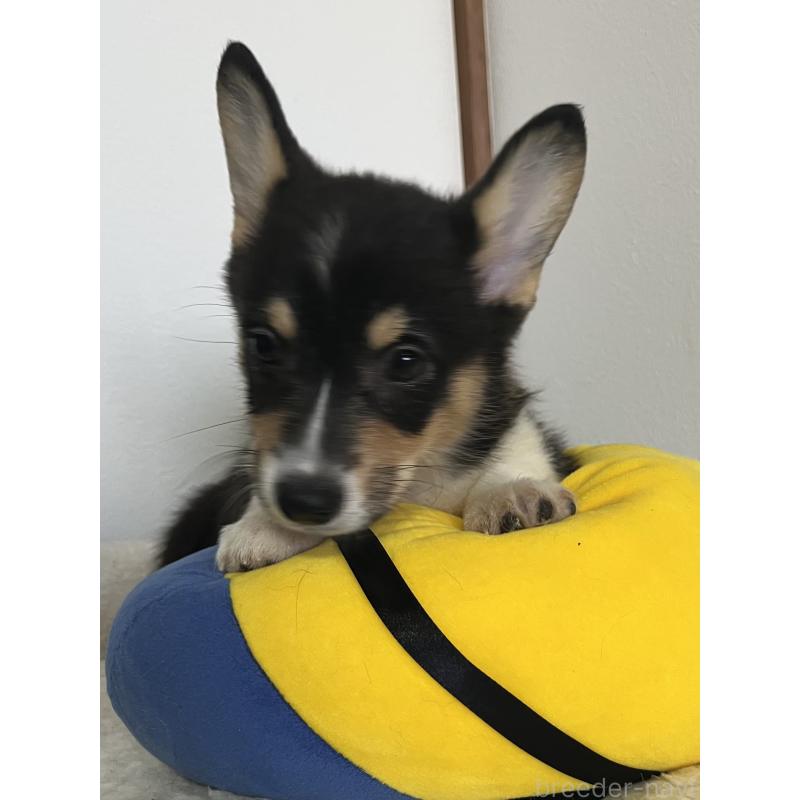 販売中の和歌山県のウェルシュコーギーペンブローク-418659の3枚目