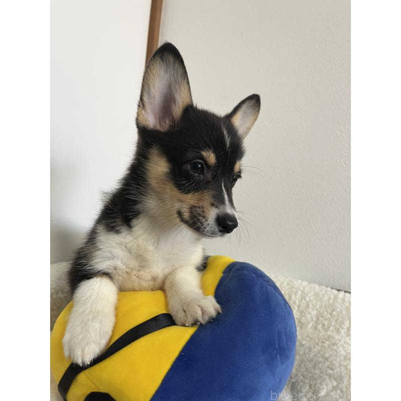 販売中の和歌山県のウェルシュコーギーペンブローク-418659の2枚目